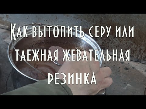 Видео: Изготовление жевательной серы из коры деревьев,  таежная жевательная резинка, жевательная смолка