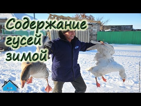 Видео: Содержание гусей зимой