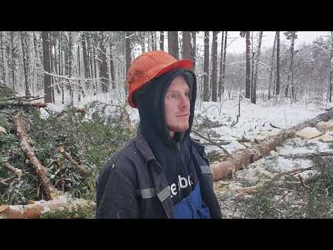 Видео: Валка дерева бензопила не хочет работать
