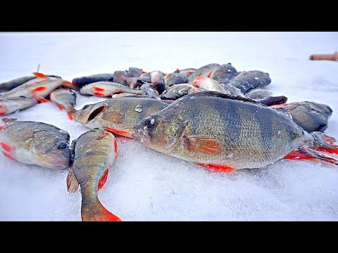 Видео: Крупный окунь.  Основной метод поиска и применяемые приманки.