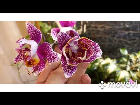 Видео: Мартовское цветение моих орхочек.Немного новинок и сортовиков,ииии бабочки