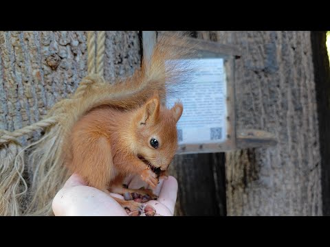 Видео: Пять бельчат 🤗 Five baby squirrels