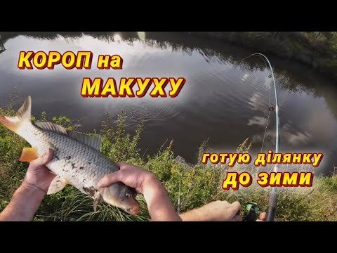 Видео: Готую ділянку до зими з перервами на рибалку. Тепер я бачу, що короп в моєму ставку нереститься.