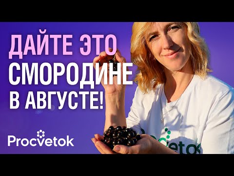 Видео: СМОРОДИНЕ ПОСЛЕ СБОРА ЯГОД ОБЯЗАТЕЛЬНО! 3 работы в августе для закладки огромного урожая
