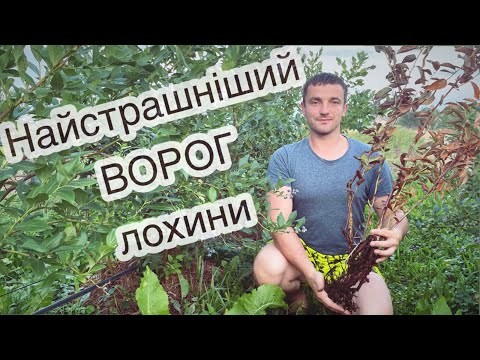 Видео: Головний ВОРОГ ЛОХИНИ!!! То хто ж він ?  14.08.22