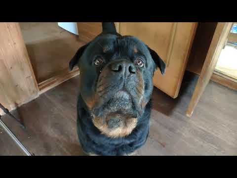 Видео: МОТИВАЦИЯ ДЛЯ РОТВЕЙЛЕРА ДЮШИ.Помощь в дрессировке собак