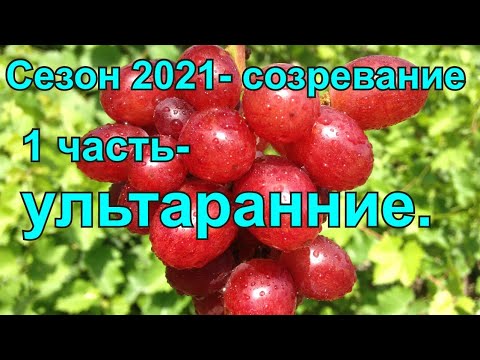 Видео: Ультраранние сорта винограда