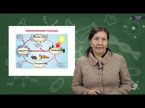 Видео: Биология - 11 класс - Биоценоз, Биогеоценоз, Экосистема