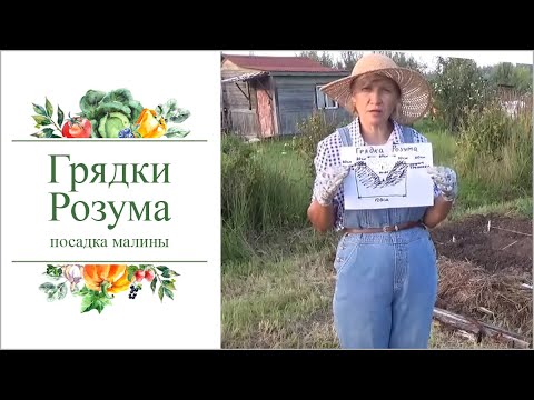 Видео: Органические грядки Розума для сада-огорода. Посадка малины.