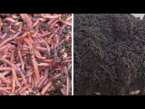 Видео: 8 апрель 2025 жыл Соолжан + Биогумус сатуда бар 0550706767