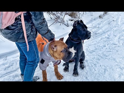 Видео: Реакция кане корсо на драку людей. Коррекция поведения агрессивной собаки. Воспитание. Дрессировка