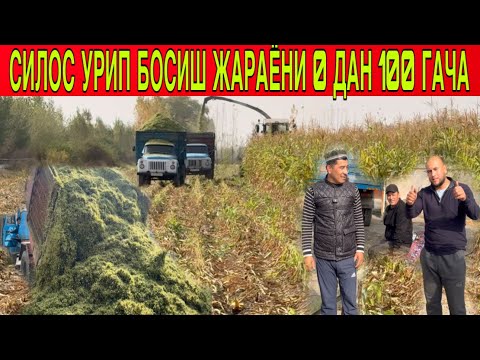 Видео: СИЛОС СЕЗОН ТУГАДИ УРИЛИШ БОСИШ ЖАРАЁН