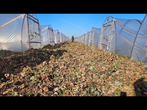 Видео: Обзор клубничного поля на 08.10.25