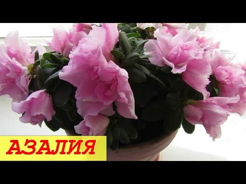 Видео: АЗАЛИЯ. Мой Уход.