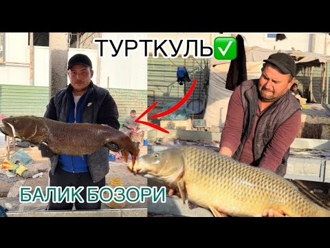 Видео: Турткул балик нархлари тезкор видео