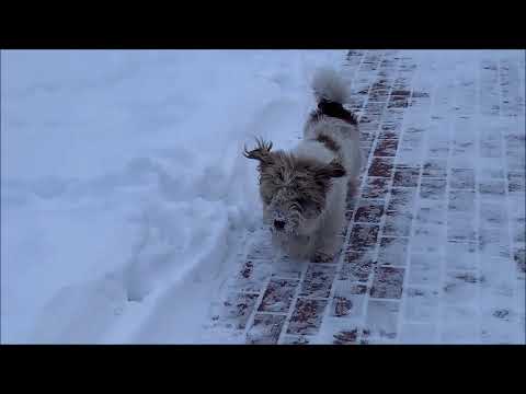 Видео: Прогулки по Невской Дубровке