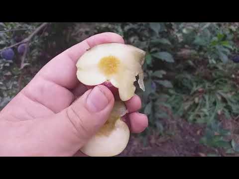 Видео: Золото!!! Черное Золото!!! Слива Блек Голд (Plum Black Gold). Дегустация. Коммерческие возможности.