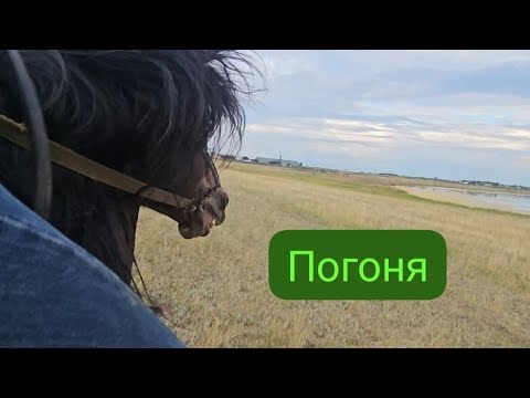 Видео: Опасный перегон: табун и проезжая часть.