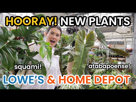 Видео: Ура! НОВЫЕ РАСТЕНИЯ в Lowe's & Home Depot! Большой выбор комнатных растений в Мичигане