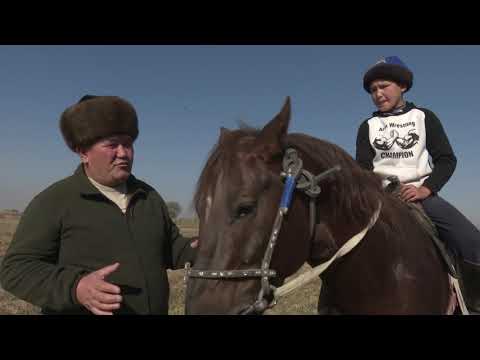 Видео: Аламан аттар / Манас айылы / АРГЫМАК