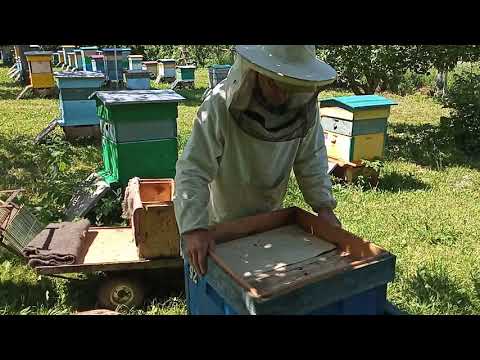 Видео: Пчеловодство №82 Как увеличить поголовье пчел. Делаем Нуклеус