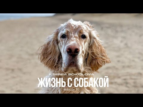 Видео:  30. АНГЛИЙСКИЙ СЕТТЕР // Жизнь с собакой