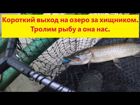 Видео: Короткий выход на озеро за осенним хищником. Троллим рыбу а она нас. Cope Burtnieku ezerā. Velce.