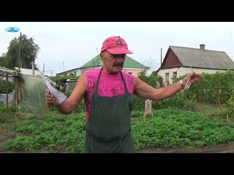 Видео: ПЕРЕСАДКА КЛУБНИКИ ОСЕНЬЮ-все самые нужные действия!!!