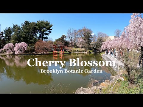 Видео: Бруклинский ботанический сад | Цветение вишни 🌸