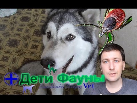 Видео: Пироплазмоз симптомы. Собаку укусил клещ. Автор ветеринар