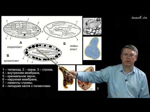Видео: Дубынин В.А. - 100 часов школьной биологии - 2.11. Пластиды. Фотосинтез (световая и темновая стадии)