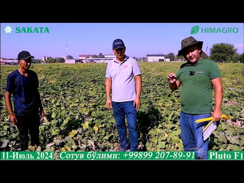 Видео: Ошқовоқ ҳафталиги: Эртапишар Плуто F1 дан қанча ҳосил олиш мумкин? (Squash Pluto F1-Sakata)