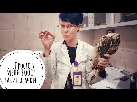 Видео: Совы Макита и Штиль на осмотре у Ветеринара Марии Маркиной. Почему Мария сова? Совиные уши и ножки