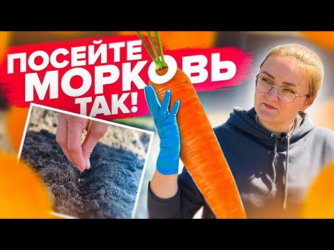 Видео: ВЗОЙДЕТ ЛЮБАЯ МОРКОВЬ! Посев на богатый урожай