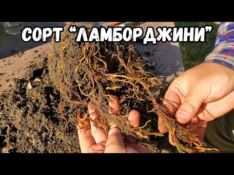 Видео: Воздушный отводок на весенней прививке винограда. РЕЗУЛЬТАТ!