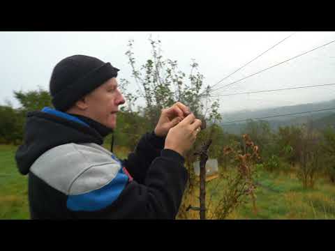 Видео: ловля щеглов на оску 01.10.19