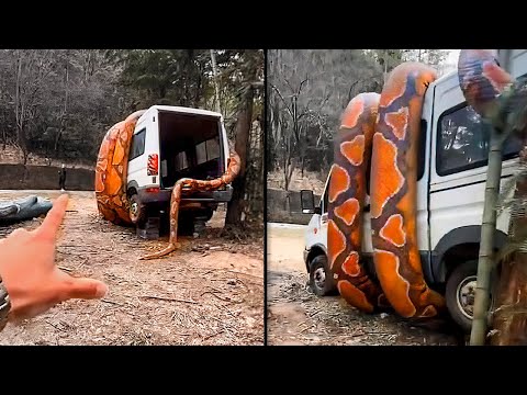 Видео: То, Что Они Увидели, Лишило Их Дара Речи