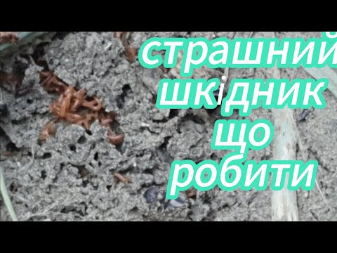 Видео: Такого ви ще небачили. Гидотний шкідник. 