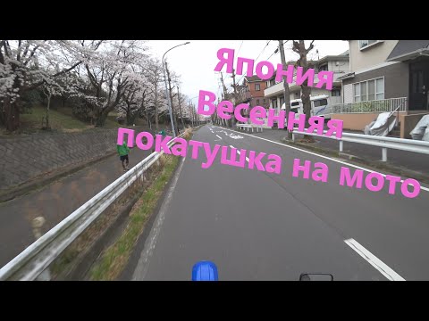 Видео: Весенняя покатушка на мото  Новости из Японии. Весна 2022 в Японии