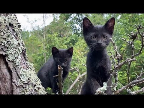 Видео: Простая и счастливая жизнь горного человека, окружённого домашними животными. Традиционная готовка.