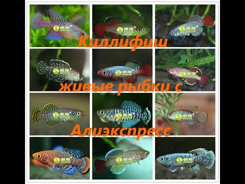 Видео: Живые рыбки с Алиэкспресс