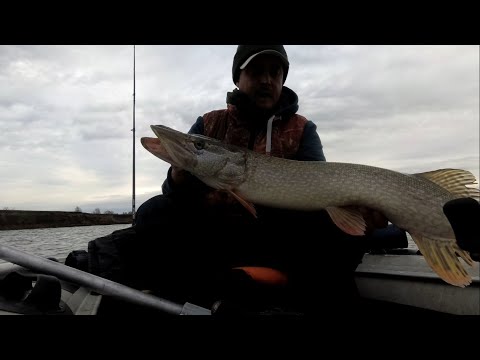 Видео: Осенний Жор Щуки на Реке