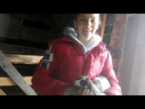 Видео: Обезроживание козлят термокаутером.Все подробности.Как я до такого дошла.Какие насадки?