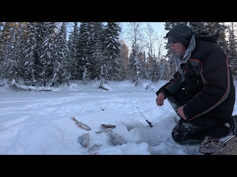 Видео: За сорогой на красивую таёжную речку Вынгапур.