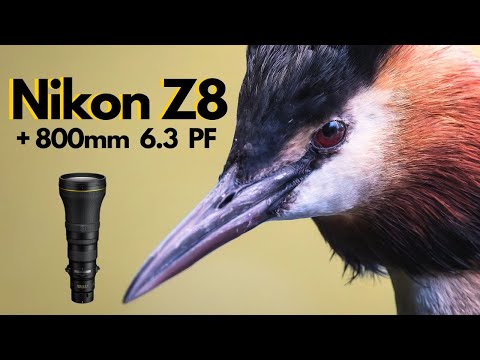 Видео: Nikon Z8 и объектив 800 мм 6.3 PF...НЕВЕРОЯТНО - Фотосъемка дикой природы и птиц