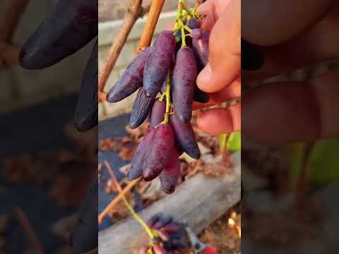 Видео: Грейп дрім / Grape dream