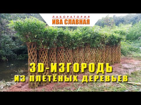 Видео: Лаборатория Ивы Славной: 3D изгородь из плетёных деревьев (29.07.2024)