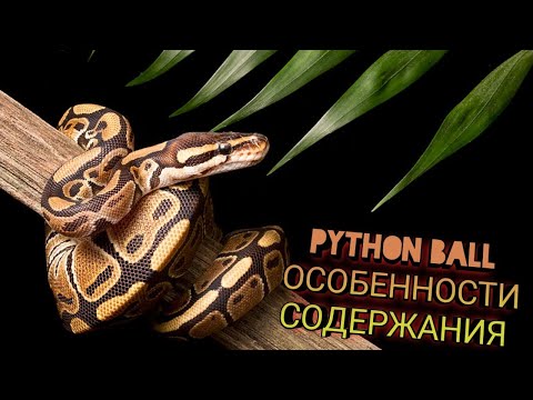 Видео: СОДЕРЖАНИЕ КОРОЛЕВСКОГО ПИТОНА В ДОМАШНИХ УСЛОВИЯХ / PYTHON BALL