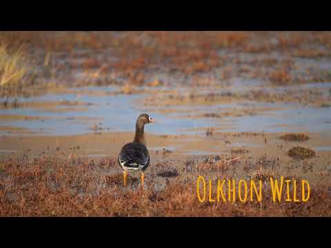 Видео: Белолобые гуси на Ольхоне