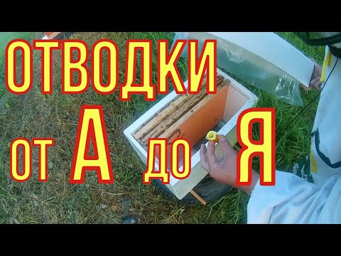 Видео: Отводки от А до Я. Формирование и развитие.Как быстро увеличить пасеку.